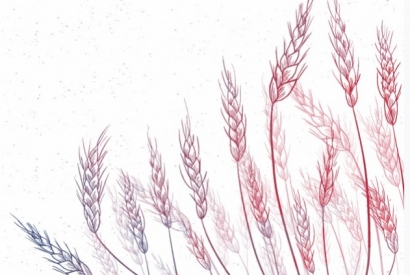 La légende des 7 épis de blé à cueillir le 7 juillet